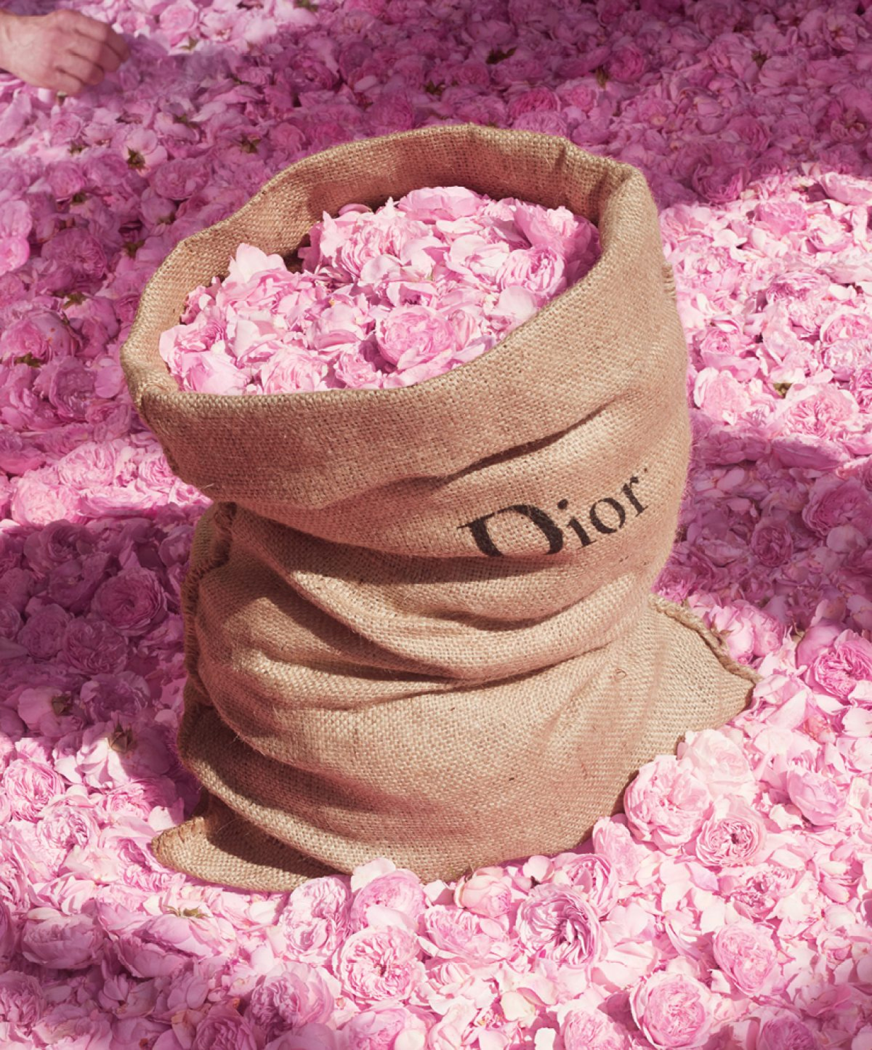  دیور میس رز اسانس dior-miss-dior-rose-essence 